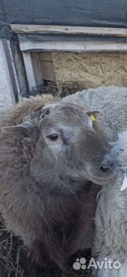 Ярки бараны ягнята овцы Катумской породы и Дорпер