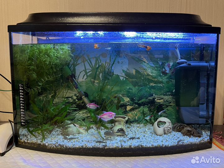 Аквариум с рыбками