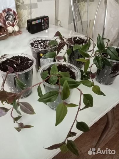 Традесканция ампельная