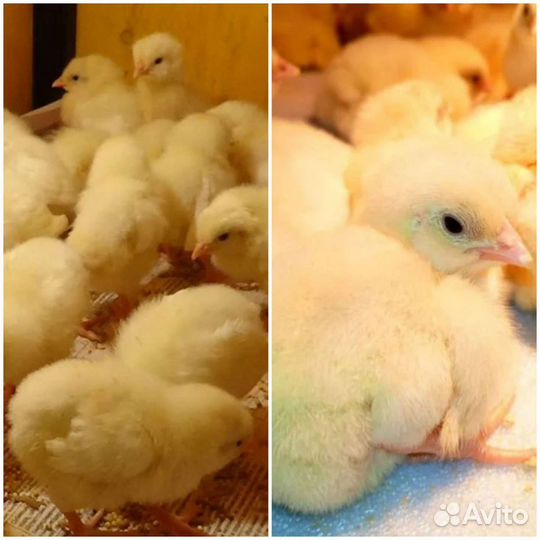 Цыплята бройлеры,индюшата,утята