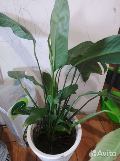 Спатифиллум