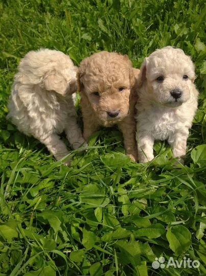Щенки карликового пуделя