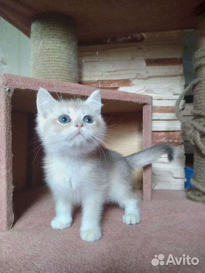 Бритяшки няшки