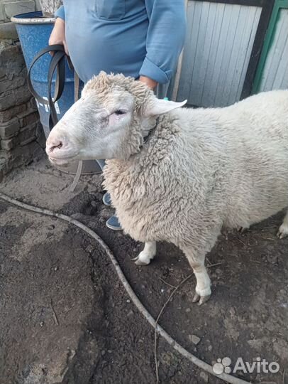 Баран Меринос