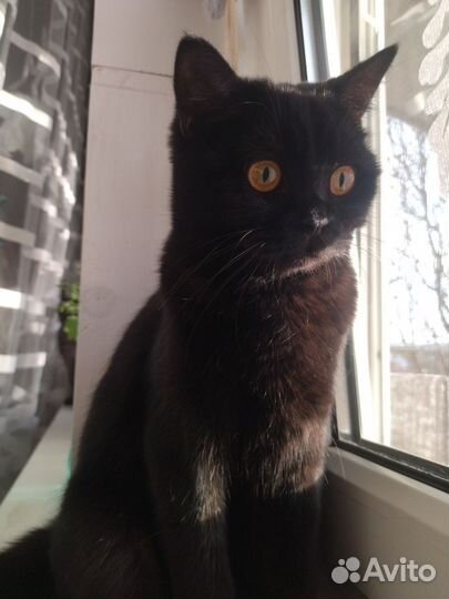 Британская кошка вязка