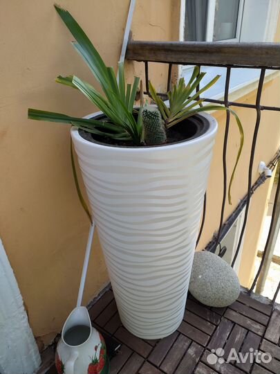 Цветок в кашпо