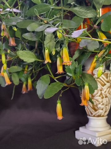 Каланхоэ Мангина (Kalanchoe manginii) купить в Саратове | Товары для ...