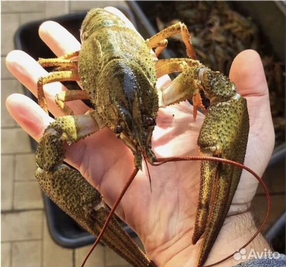 Живые и варенные раки