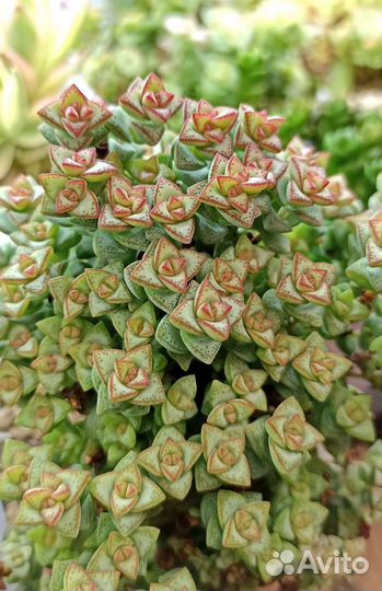 Толстянки (Крассула) редкие 25 сортов