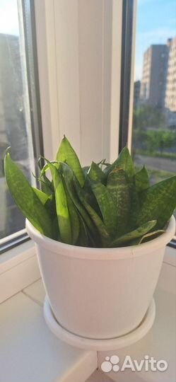 Комнатные цветы