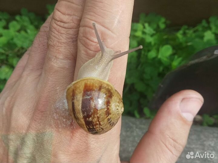 Улитка Мюллер Helix aspersa Muller