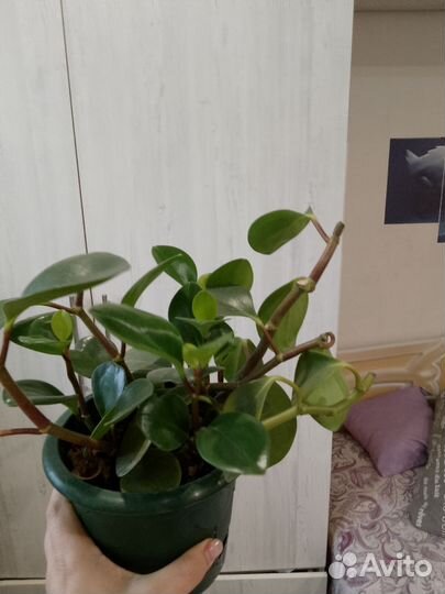 Пеперомия туполистная