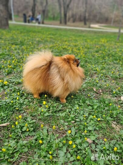 Померанский шпиц вязка