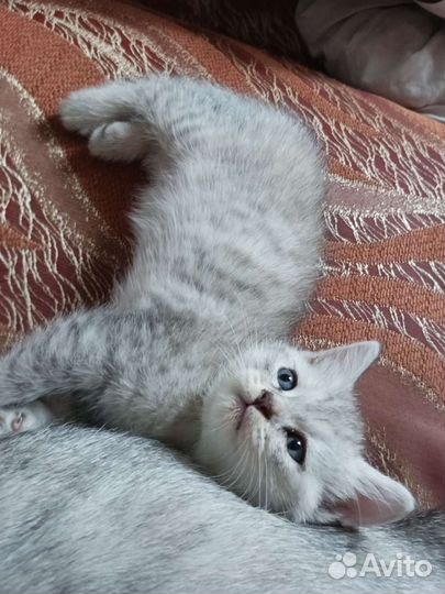 Британская кошка в дар