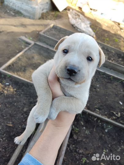 Щенки бесплатно