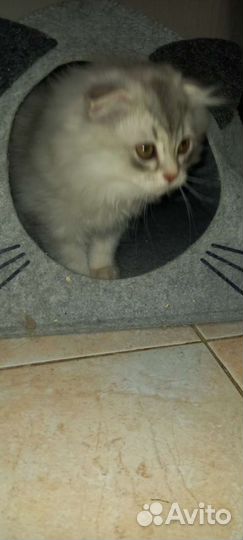 Домик для котенка