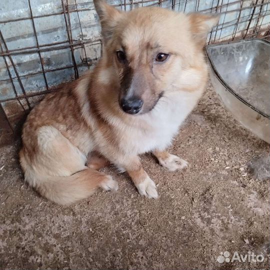 Собака в отлове размером с кошку