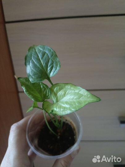 Антуриум,сингониум