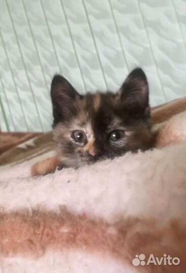 Котята-девчата. 2 месяца. Стерилизация в подарок