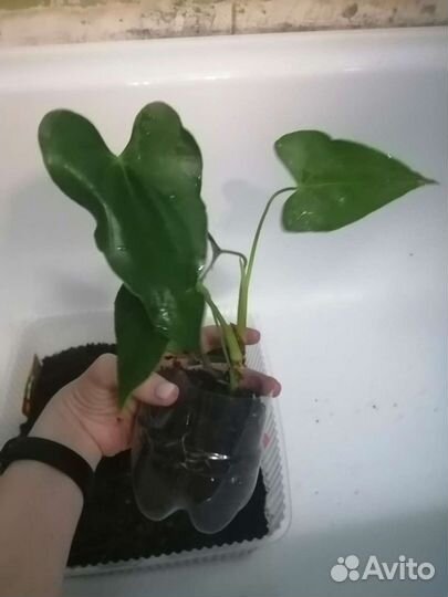 Гиппеаструм