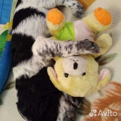 Русский охотничий спаниель щенки