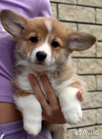 Вельш-корги пемброк