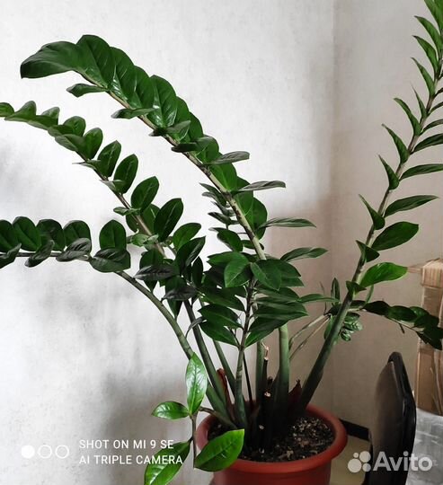 Замиокулькас