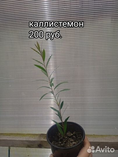 Каллистемон