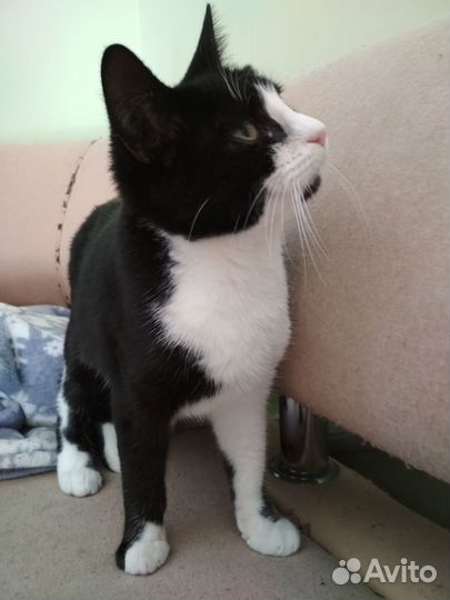 Котята ищут себе семью