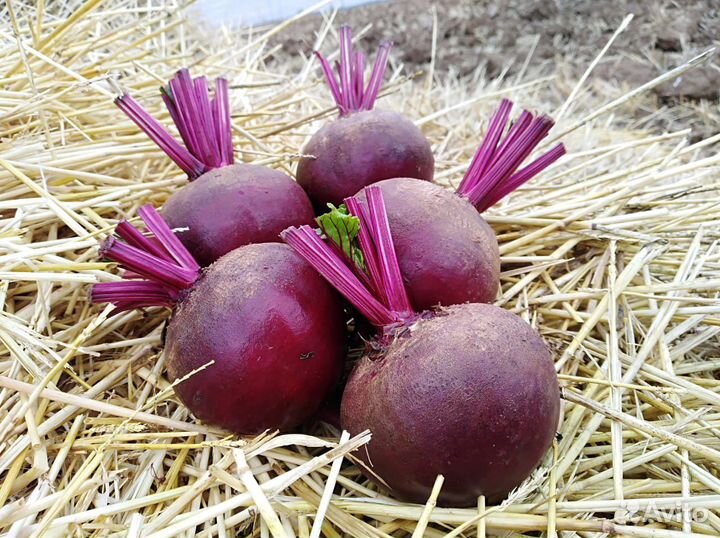 Свекла столовая