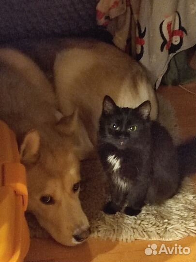Кошка
