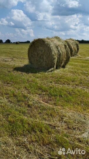 Продам сено