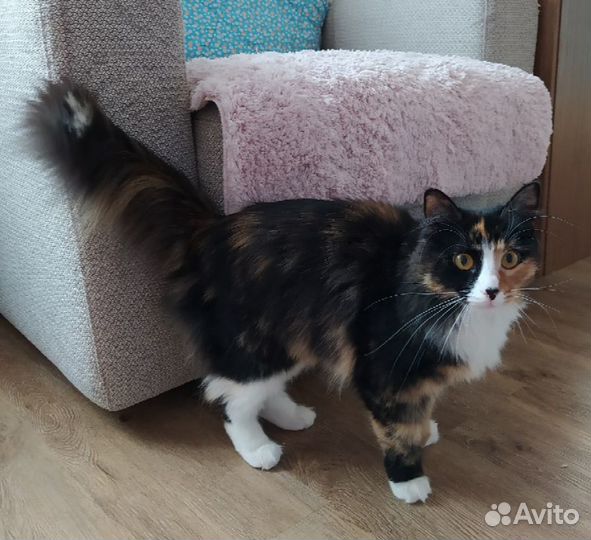 Кошка Муся ищет дом