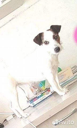 Потерялась собака