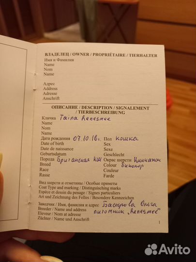 Британская кошка