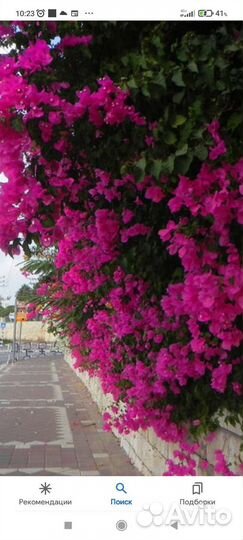 Растение комнатное Бугивилия