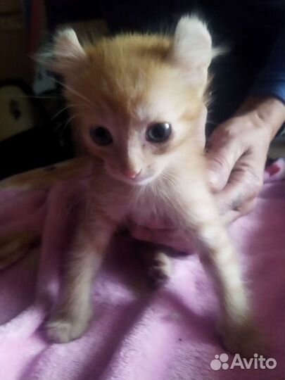 Котята 1,5 мес
