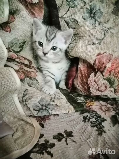 Прелестный малыш-котенок в добрые руки