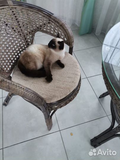 Молодой котик. В добрые руки