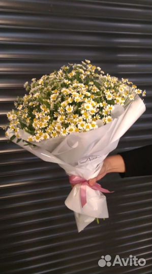 Матрикария