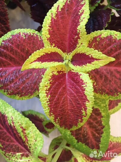 Колеусы сортовые