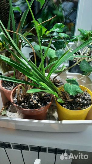 Продам цимбидиум