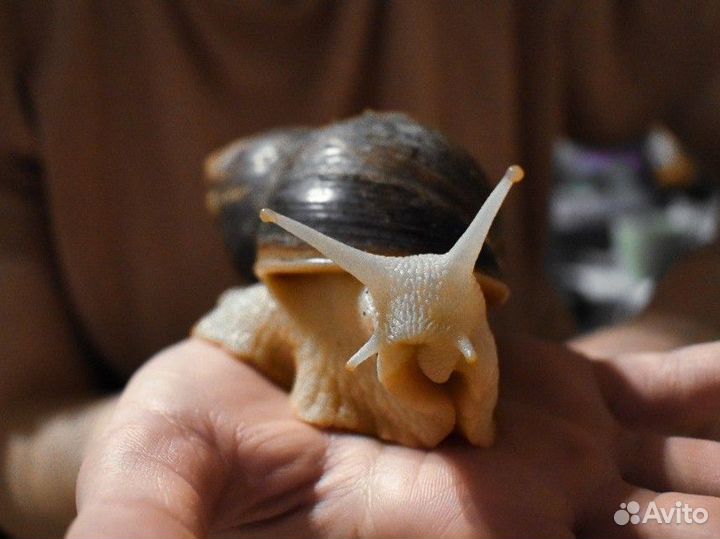 Улитки ахатины маленькие