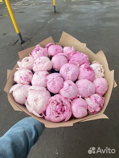 Пионы Букет пионов 25 11 19 9