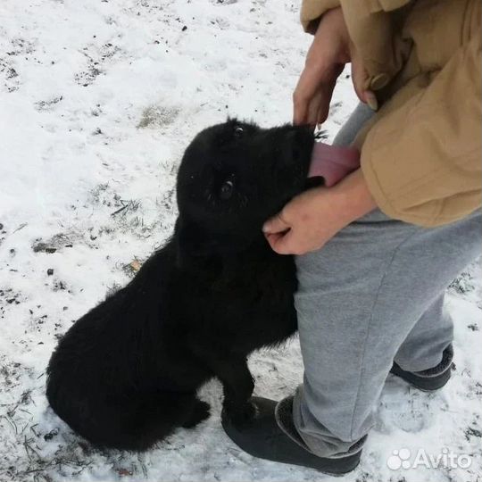 Молоденькая собачка