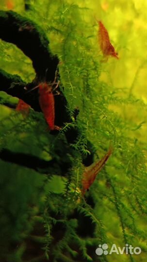 Аквариумные креветки