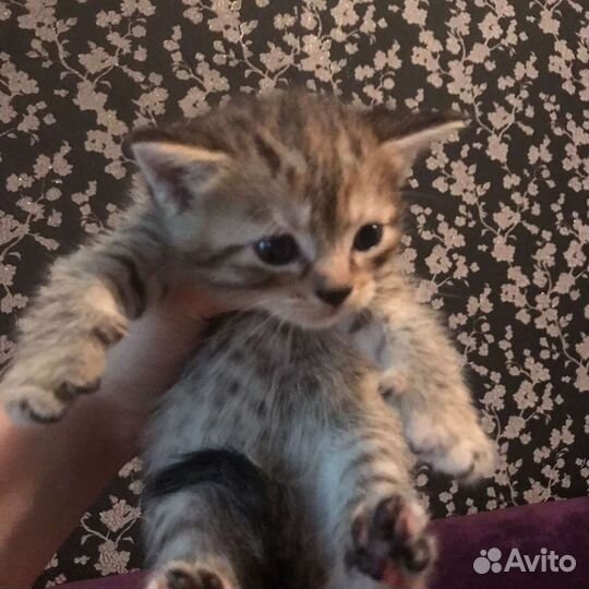 Кошка в дар бесплатно