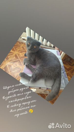 Молодой котик в добрые руки