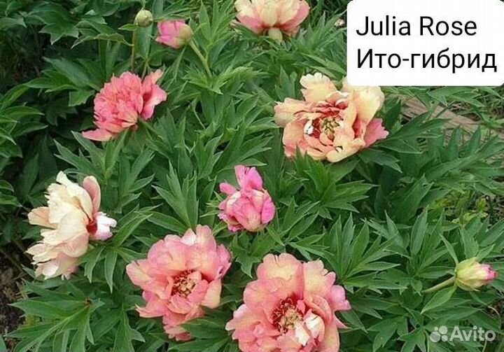 Пионы Ито-гибриды