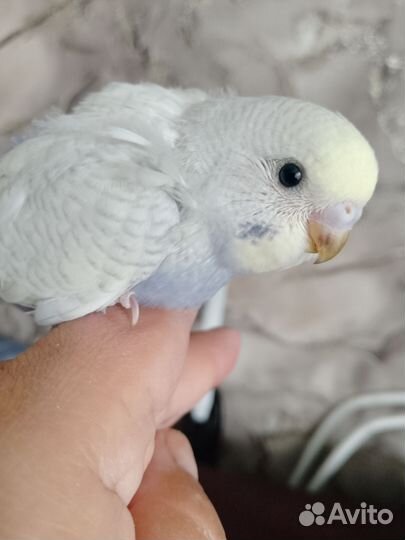 Волнистый попугай